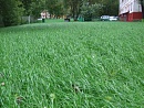 Рис. 4б Примеры использования почвогрунтов в зеленом хозяйстве г.Москвы