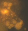 Рис.1. Новые бактерии Анаммокс, осуществляющие процесс аноксидного окисления аммония, под люминесцентным микроскопом